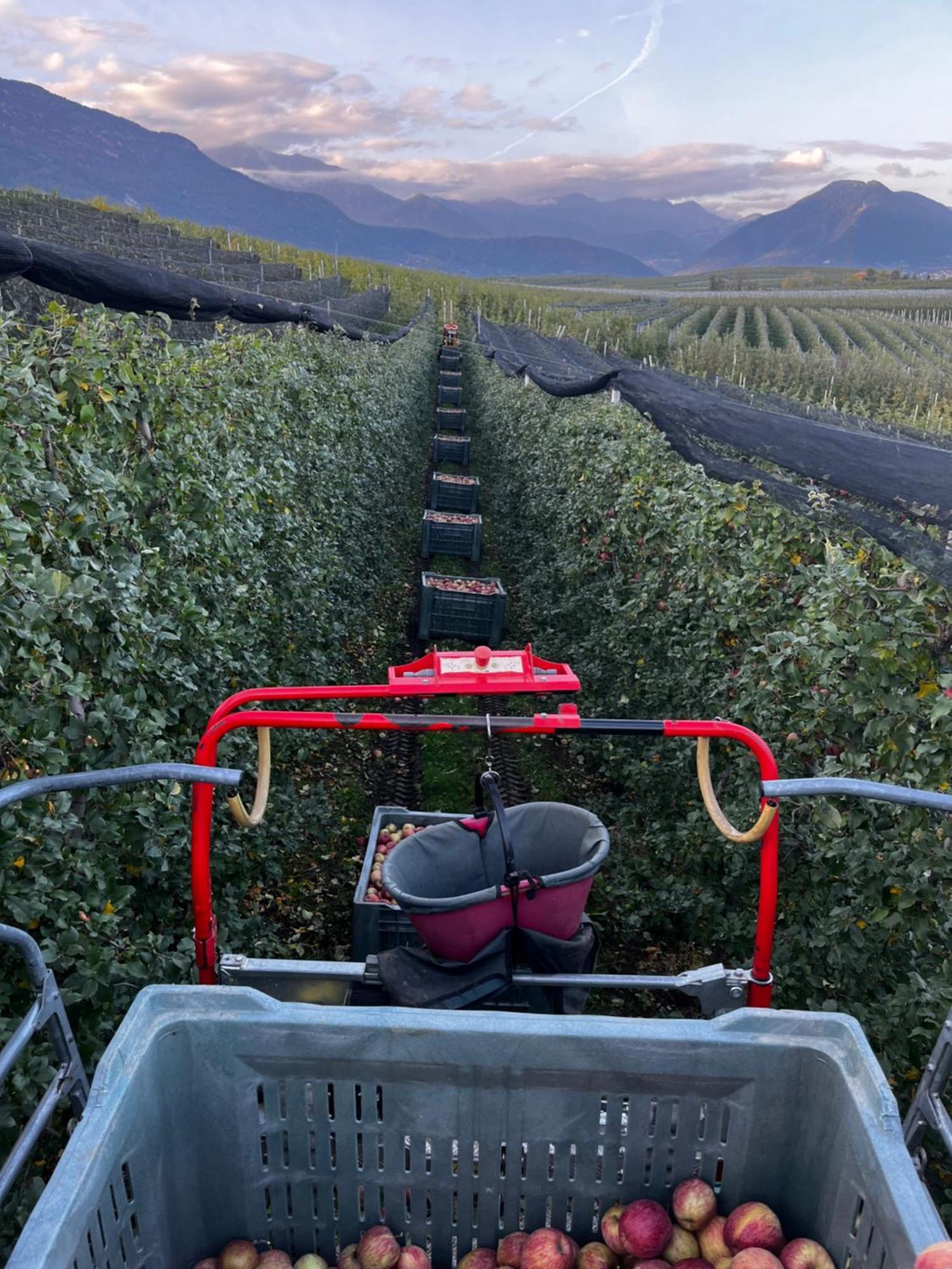 Appartamento Maso Valer - Agritur Tassullo Esterno foto