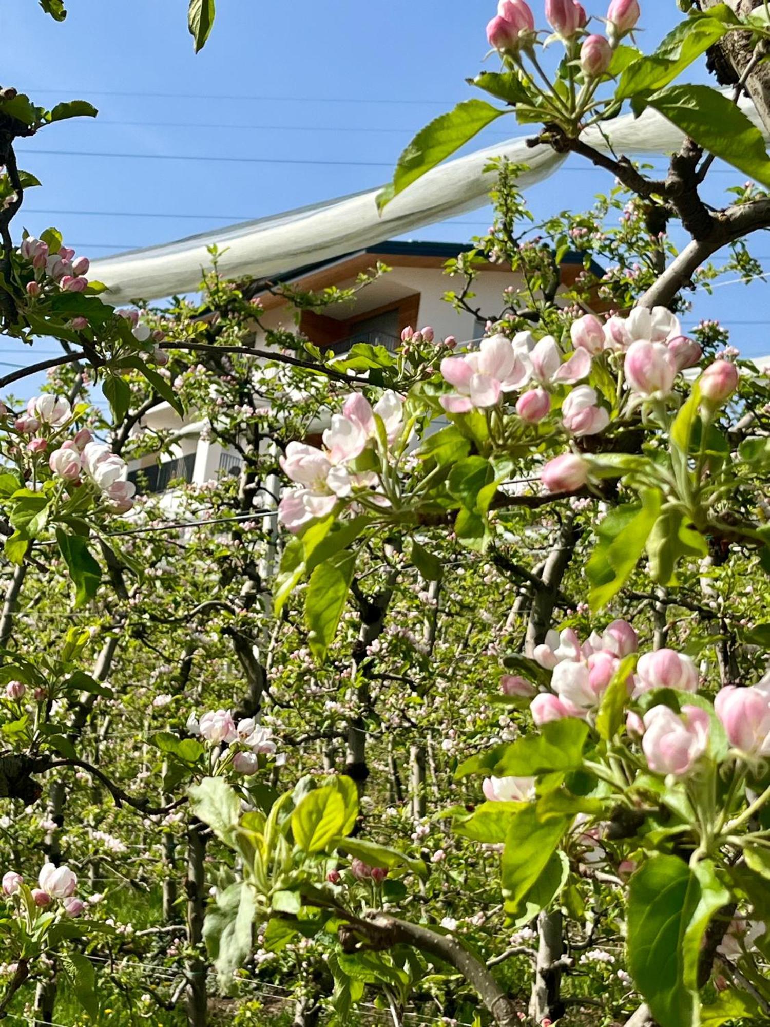 Appartamento Maso Valer - Agritur Tassullo Esterno foto